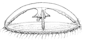 Cosmetira pilosella medusa from Werner (1984)