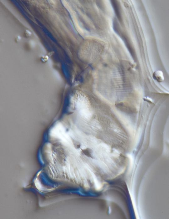 Lectotype female of Camacolaimus roebergensis