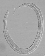 Holotype male of Leptolaimus octavus