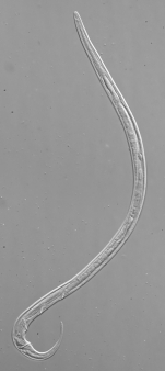 Holotype male of Leptolaimus quartus