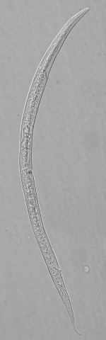 Paratype female of Leptolaimus quintus