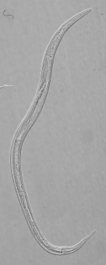 Holotype male of Leptolaimus secundus