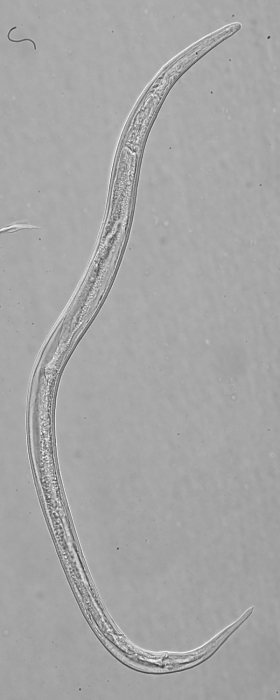 Holotype male of Leptolaimus secundus