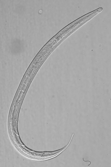 Holotype male of Leptolaimus tertius