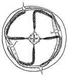 Hydrozoa