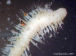 Ophryotrocha notialis, live, collected sewage outfall, McMurdo Station, Antarctica 