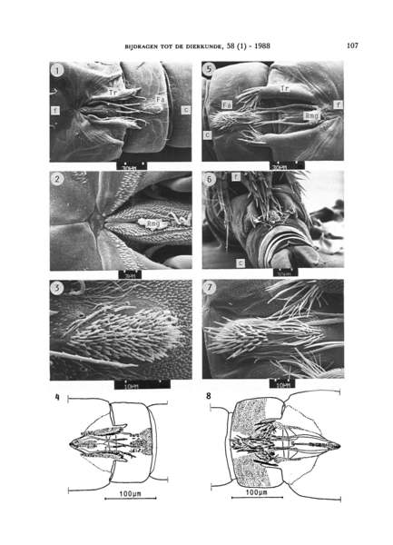 Glatzel 1988 Canuella furcigera plate 1 male Glatzel 1988 Canuella furcigera plate 1 male