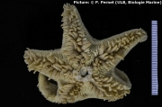 Macroptychaster accrescens, author: Jossart, Quentin
