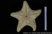 Acodontaster marginatus, author: Jossart, Quentin