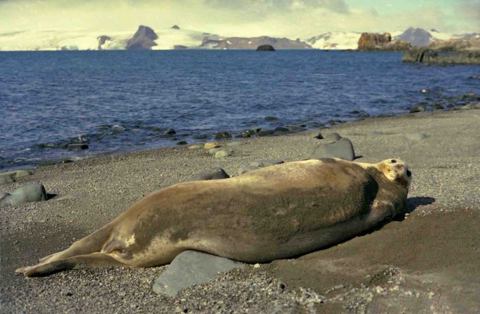 the seal Leptonychotes weddelli in the summer