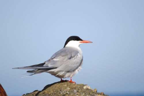 Sterna hirundo Sterna hirundo