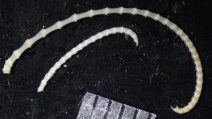 Thaumatometra sokotrae John, 1937, author: Messing, Charles