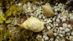 Nucella lapillus, author: Ellrich, Julius