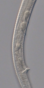 Holotype male posterior end of Antomicron lorenzeni