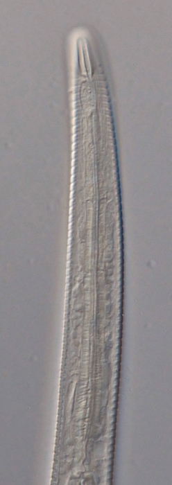 Paratype female anterior end of Antomicron lorenzeni