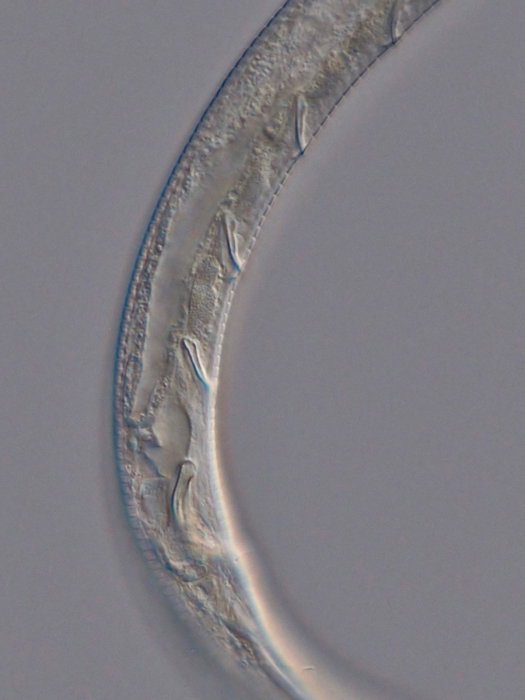 Holotype male posterior end of Antomicron quindecimpapillatus