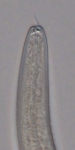Paratype male anterior end of Loveninema unicornis