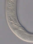 Paratype male posterior end of Loveninema unicornis