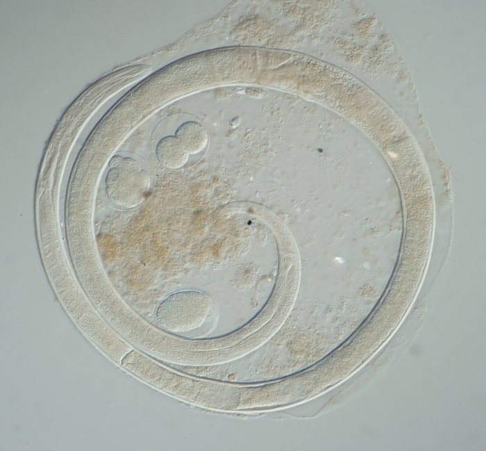 Female specimen of Onchium ocellatum inside the host Female specimen of Onchium ocellatum inside the host
