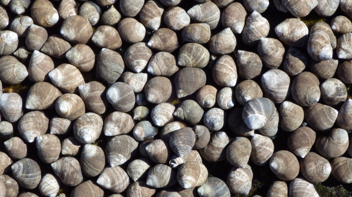 Littorina littorea Littorina littorea