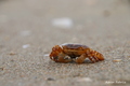 Crustacea (crustaceans)
