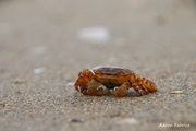 Hemigrapsus sanguineus (De Haan, 1835), author: Fabrice, Aron