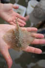 Juvenile thornback ray