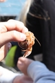 Common hermit crab