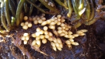 Nucella lapillus eggs, author: Julius A. Ellrich