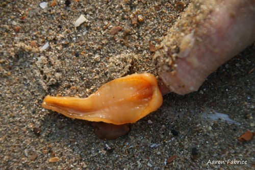Echiurus echiurus (Pallas, 1766) Echiurus echiurus (Pallas, 1766)