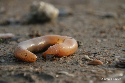 Echiurus echiurus (Pallas, 1766) Echiurus echiurus (Pallas, 1766)