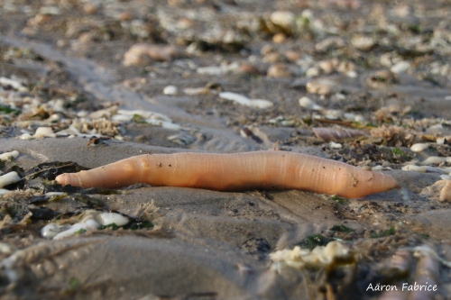 Echiurus echiurus (Pallas, 1766) Echiurus echiurus (Pallas, 1766)