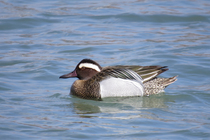 Garganey, Anas querquedula, ♂