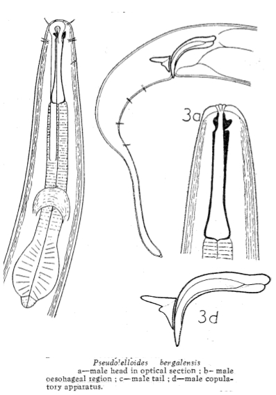 Pseudolella bengalensis