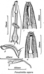 Pseudolella capera