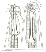 Pseudolella capera