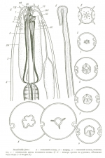 Pseudolella ferox