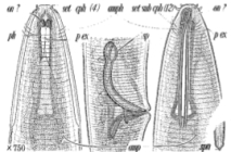 Pseudolella granulifera