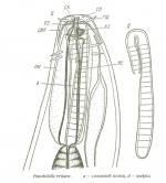 Pseudolella irritans