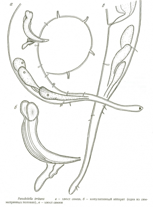 Pseudolella irritans