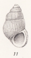 Pusillina denseclathrata (Thiele, 1925), author: Faber, Marien