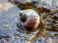 Littorina saxatilis (Olivi, 1792)  