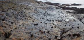 Littorina saxatilis (Olivi, 1792) on the coast 