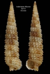 Strobiligera flammulata Bouchet & Warén, 1993 Specimen from the Alboran Platform, INDEMARES Alboran haul BV12 (35º52,222’N, 03º05,215’W, 112-120 m)