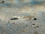 Gobius roulei (female), author: Pillon, Roberto