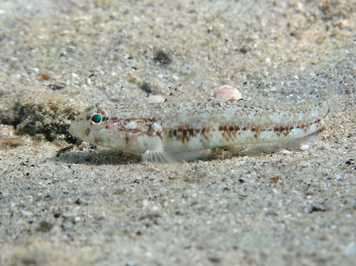 Gobius roulei (female)