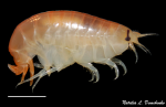 Anonyx nugax pacificus Gurjanova, 1962