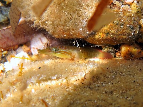 Lepadogaster lepadogaster Lepadogaster lepadogaster