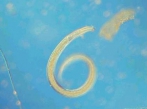 Nematoda, author: Schratzberger, Michaela Nematoda, author: Schratzberger, Michaela