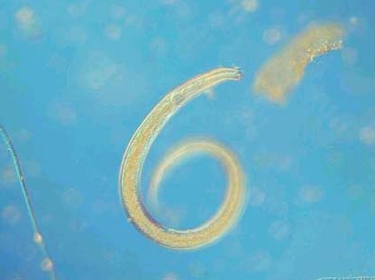 Nematoda Nematoda